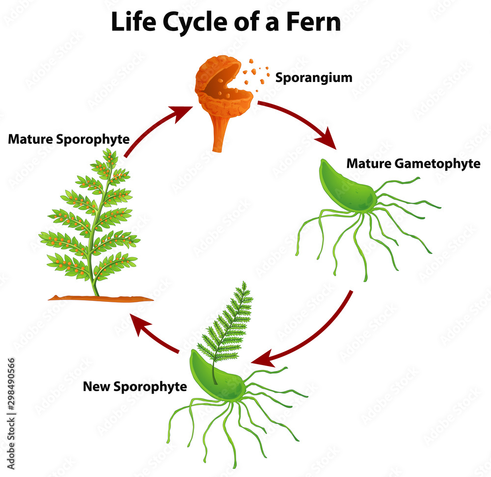 Diagram showing life cycle of fern Stock Vector | Adobe Stock