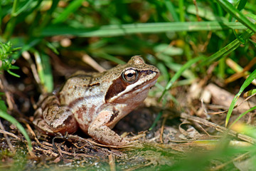 Canvas Print - Moorfrosch (Rana arvalis), Nationalpark Polesie, Polen - Moor frog, Polesie National Park in Poland