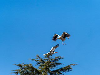 Sticker - Stork in flight. Boadilla del Monte, Madrid, Spain