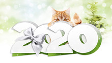 2020 Happy New Year Number Text, Ginger Pet Cat With Silver Christmas Ribbon Bow Isolated On Blurred Green Lights Background