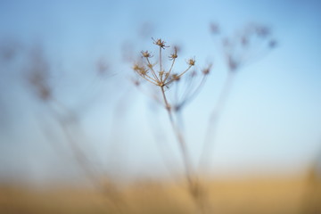 Canvas Print - Dry grass in warm blurred field at sunny sunset, autumn plants.