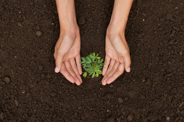 Hand protect plant grow on soil top view metaphor protect an environment or solution of climate change concept.