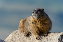 Marmot Resting On Rock At The Top Of Mount Evans, Colorado