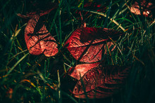 Red Leafs On The Green Grass While Autumn Is Coming