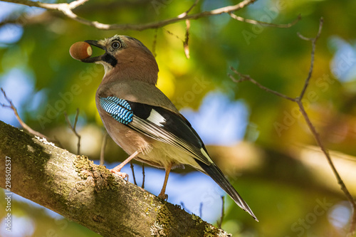 Cuadros en Lienzo A jay in its beak holds an acorn
