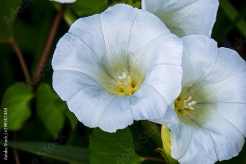 Fotografía Close-up of two white flowers of a hedge bindweed