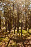 Fototapeta Dmuchawce - Trees casting their shadows in a pine forest