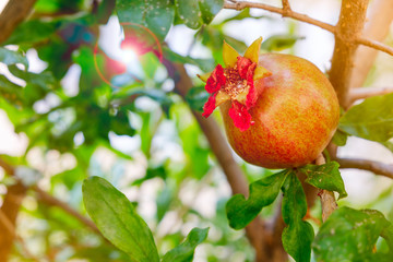 Wall Mural - pomegranate fruit with flower leaves on branch