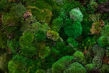 Fototapeta  - Moss leaf texture in garden,abstract nature green background.