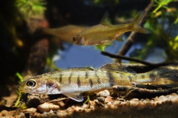 Wall Mural - Zander or pike-perch, Sander lucioperca, juvenile fish of a common deathly and successful predator in biotope aquarium representing a temperate freshwater river habitat, natural aqua design