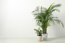 Tropical Plants With Lush Leaves On Floor Near White Wall. Space For Text