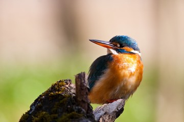 Wall Mural - Common kingfisher in his natural habitat