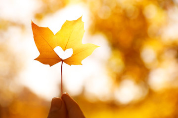 Woman holding sunlit leaf with heart shaped hole outdoors, closeup. Autumn season