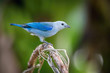 Thraupis episcopus Blue and gray Tanager perches on a tree branch in Trinidad and Tobago nature