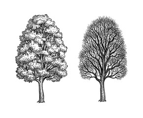 winter and summer maple trees.
