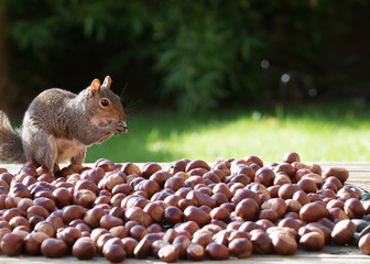 Wall Mural - squirrel and nuts