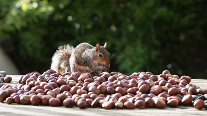 Wall Mural - squirrel and nuts