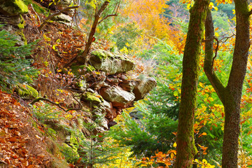 Poster - Pfälzer Wald im Herbst - in Palatinate Forest in autumn