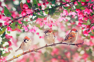 Poster - three cute bird sparrows sitting on among pink blossoming Apple tree branches in may garden on Sunny day