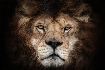 lion