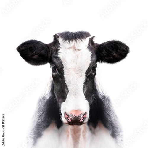 Fotografía calf portrait isolated on white background