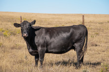 Black Angus Cow Standing From The Side Looking At The Camera.