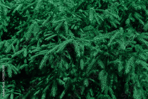 Green evergreen background.