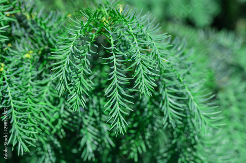 Green larch background.