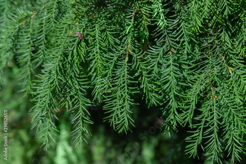 Green larch background.