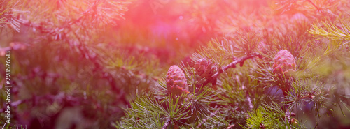 Banner green evergreen background.