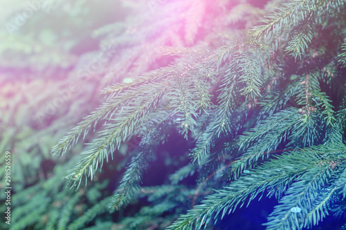 Green evergreen background.