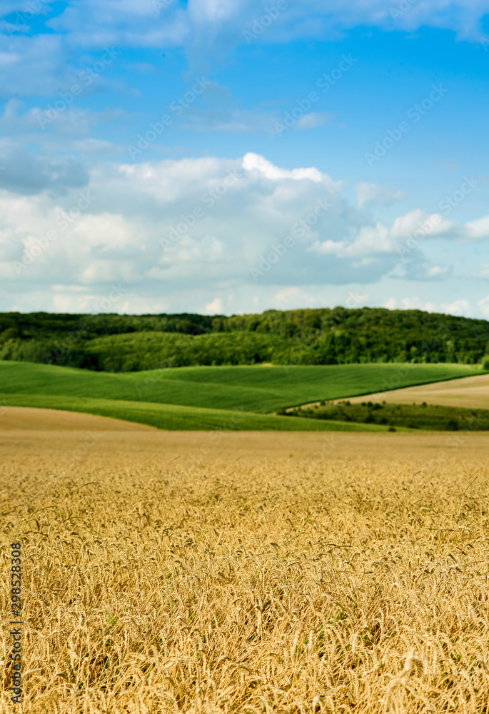 beautiful landscape of wheat field, ears and hills - obrazy, fototapety, plakaty 