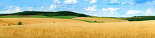 Beautiful Landscape Panoramic View Of Wheat Field, Ears And Yellow And Green Hills