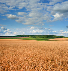 Wall Mural - field of wheat under beautiful blue cloudy sky