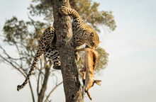 A Beautiful Female Leopard Carrying A Gazelle She Had Captured Into A Tree.  The Leopard's Name Is Lorian, And The Image Was Taken In The Maasai Mara In Kenya.