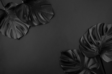 Shiny dark natural monstera leaves bouquet. Black Friday tropical banner, poster background template.