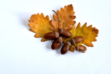 Acorns and oak leaves on a white background