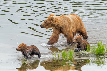 wild brown bear family enjoying the short northern summer.