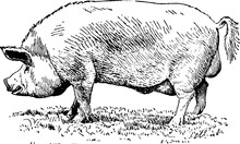 Yorkshire Pig, Vintage Illustration.