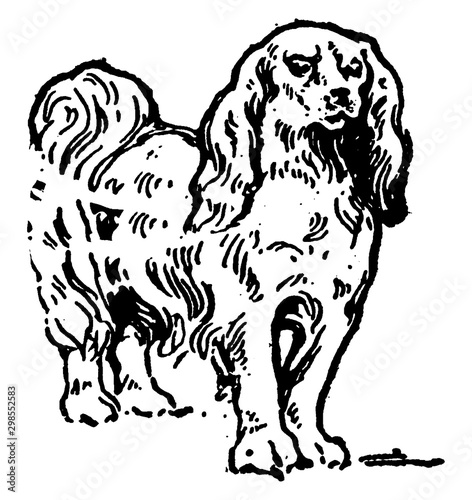 Cuadros en Lienzo Japanese Spaniel, vintage illustration.