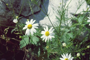 Wall Mural - White and yellow flowers bath in sunlight