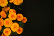 © Danaus - Cempasúchil flowers, Day of the Dead, black background