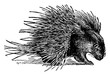 Hystrix Crystata Porcupine, vintage illustration.