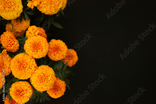 Fotomural Cempasúchil flowers, Day of the Dead, black background