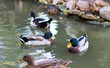 Mallard - Wild Ducks on the Pond