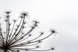 Fototapeta  - Giant dry hogweed, cow parsnip on gray sky background with copy space