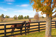 Two loving horses at horsefarm. Autumn country landscape.