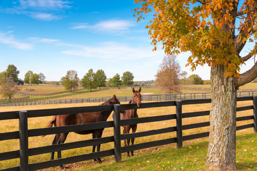 Wall Mural - Two loving horses at horsefarm. Autumn country landscape.