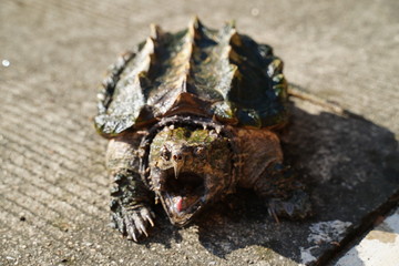 Wall Mural - Alligator snapping turtle on the road in sunny day