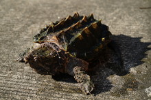 Alligator Snapping Turtle On The Road In Sunny Day